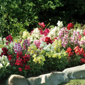A beautiful mix of yellow, red, pink, and white Appeal Antirrhinum Snapdragon flowers