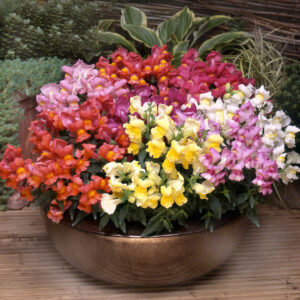 Antirrhinum Appeal Mix Select