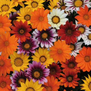New Day Mix of Gazania Flowers in yellow, orange, pink, and white