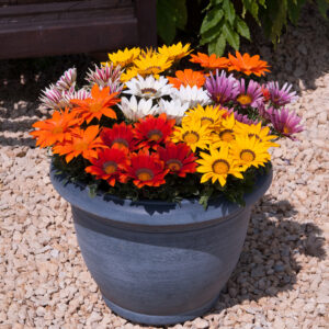 New Day Mix of Gazania flowers in yellow, white, red, and orange.