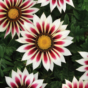 New Day Rose Striped Gazania flowers in white and pink with green leaves