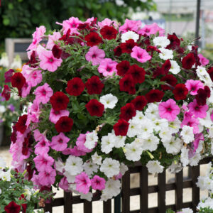 Petunia Seeds