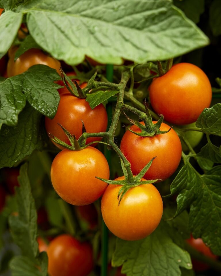 Tomato Merrygold F1 Premier Seeds Direct
