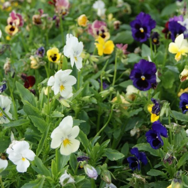 Pansy Winter Flowering Hiemalis Mixed - Image 2