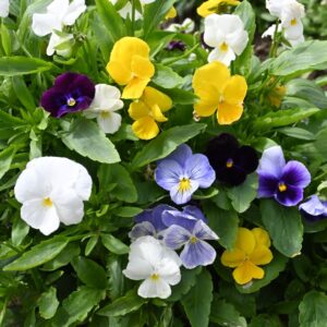 Pansy Winter Flowering Hiemalis Mixed