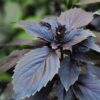 Herb Basil Dark Opal Organic