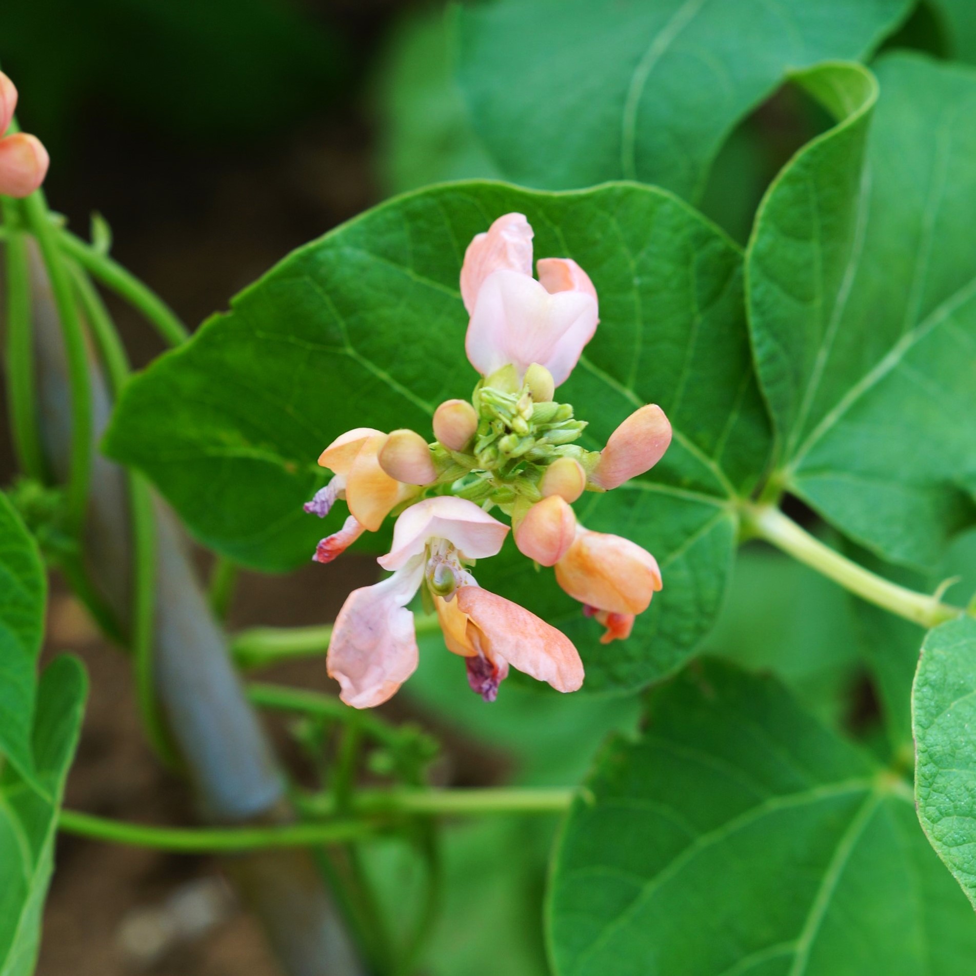Runner Bean Sunset - Image 3