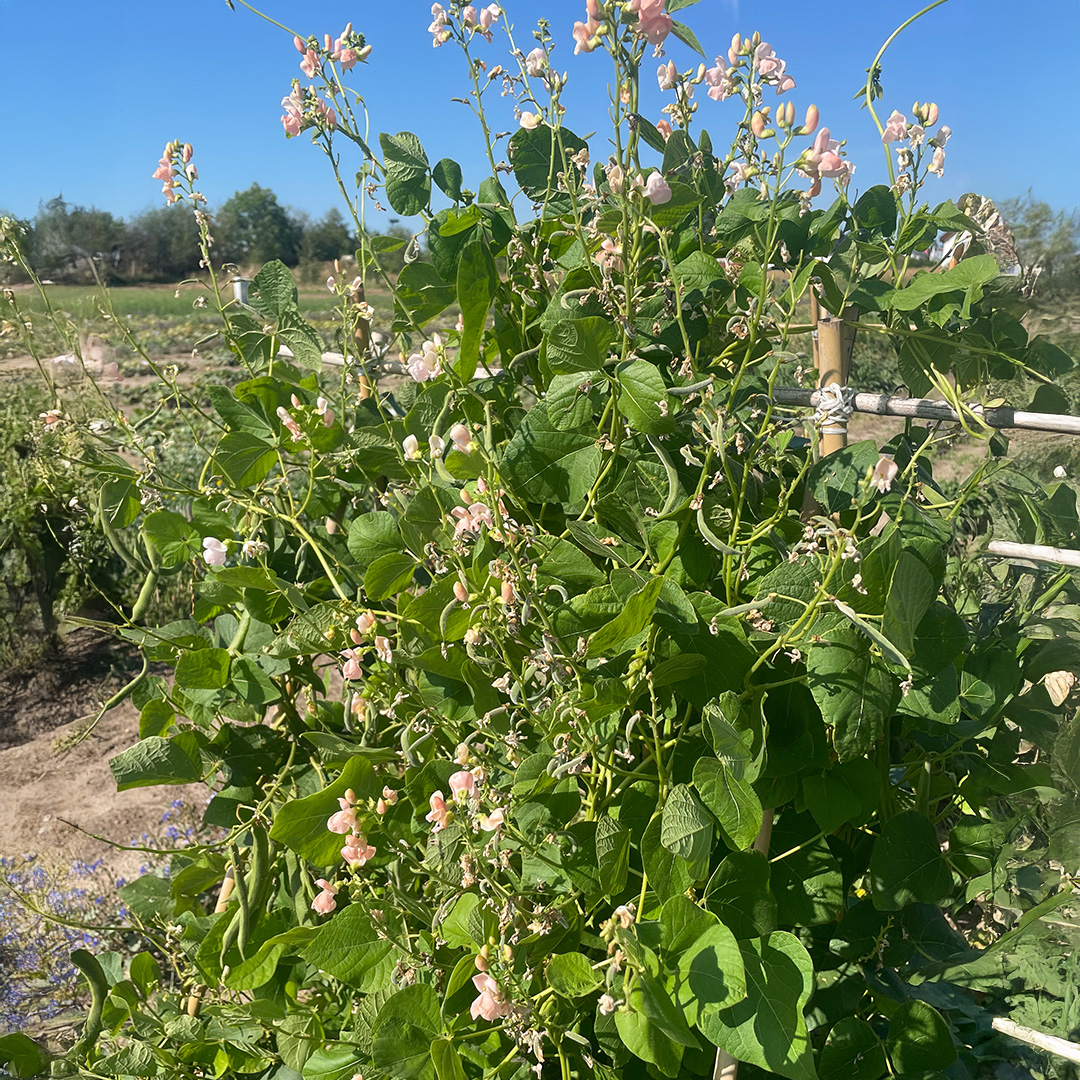 Runner Bean Sunset - Image 2