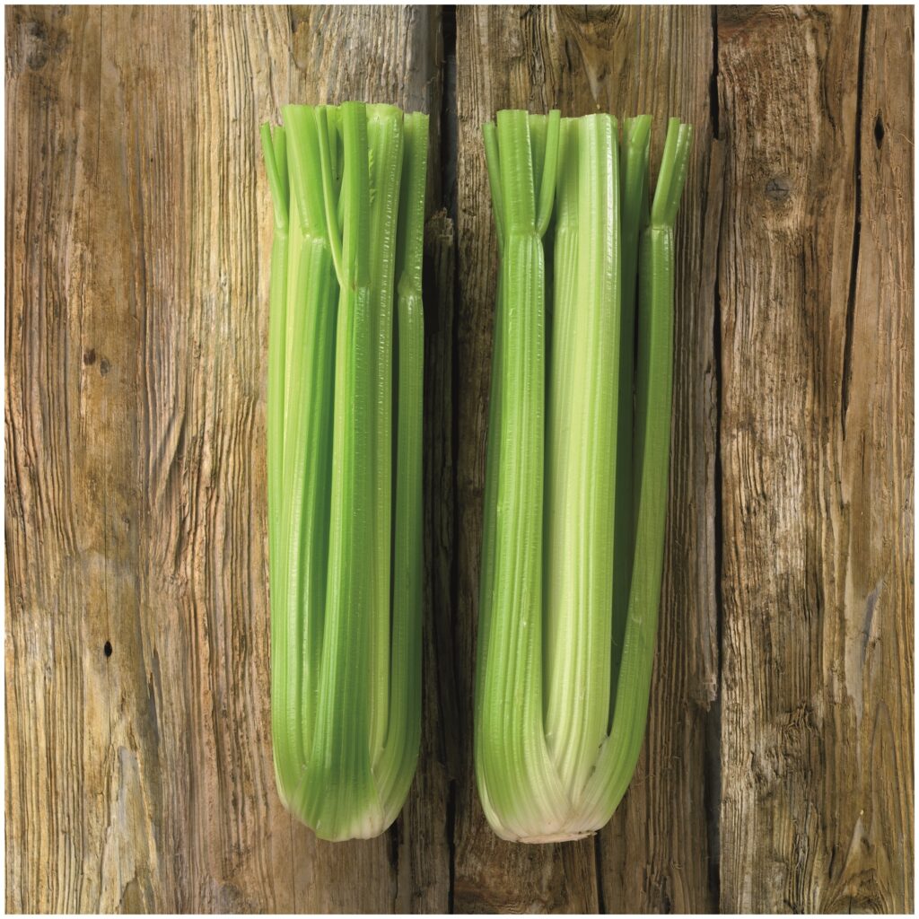 celery-victoria-f1-premier-seeds-direct