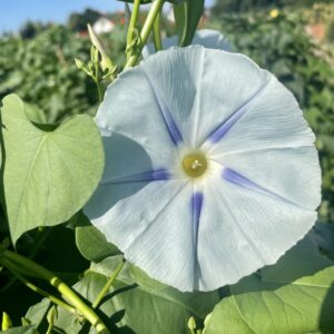 Ipomoea Morning Glory flower with large white pale blue petals with darker blue lines