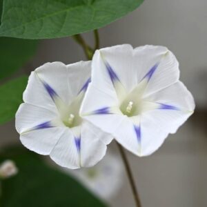 Ipomoea Morning Glory Milky Way flowers with white petals with five delicate blue stripes