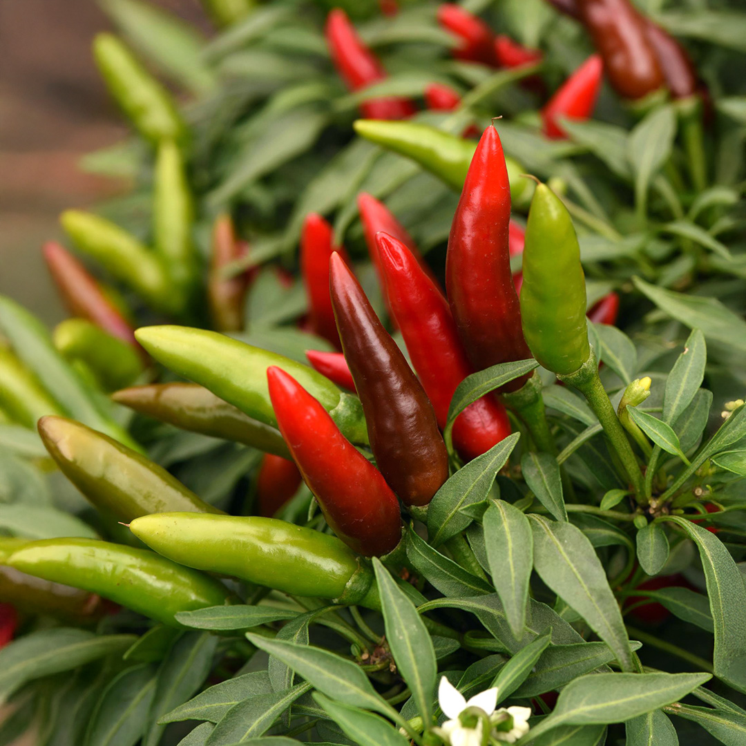 Pepper Hot Quickfire F1 - Image 2