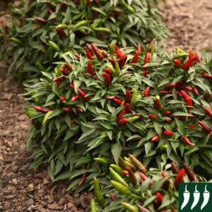 Pepper Hot Quickfire F1