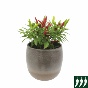 Pepper Hot Quickfire F1