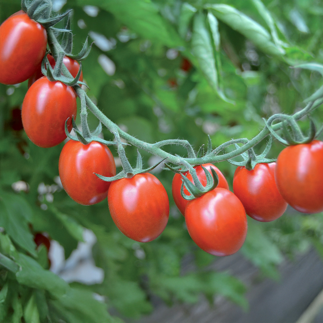Tomato Tutti Frutti F1