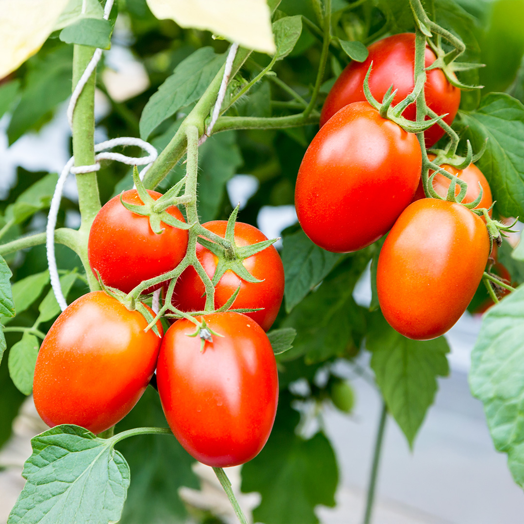 Tomato Tutti Frutti F1 - Image 2