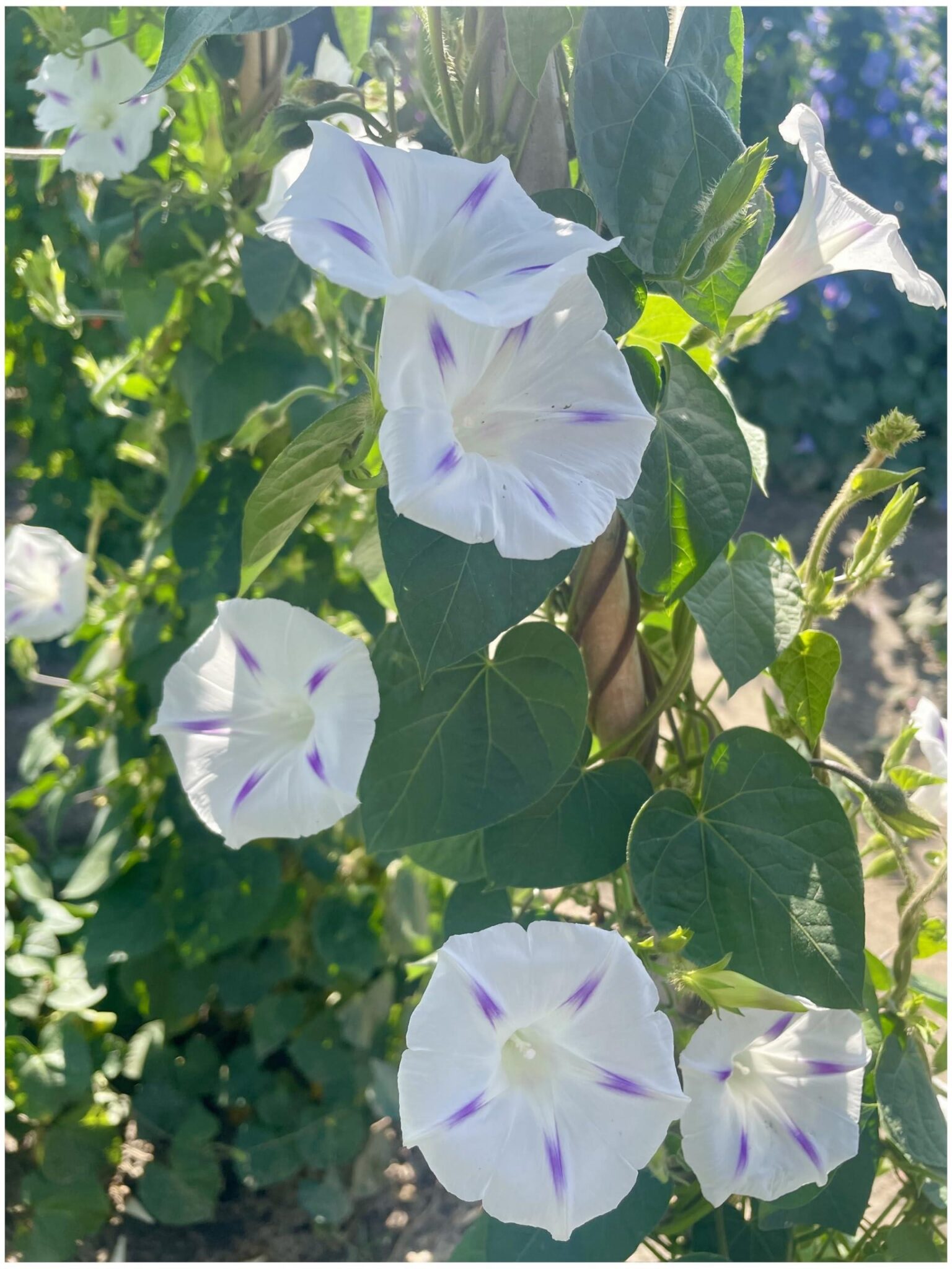 Morning Glory Ipomoea Nil Milky Way Premier Seeds Direct