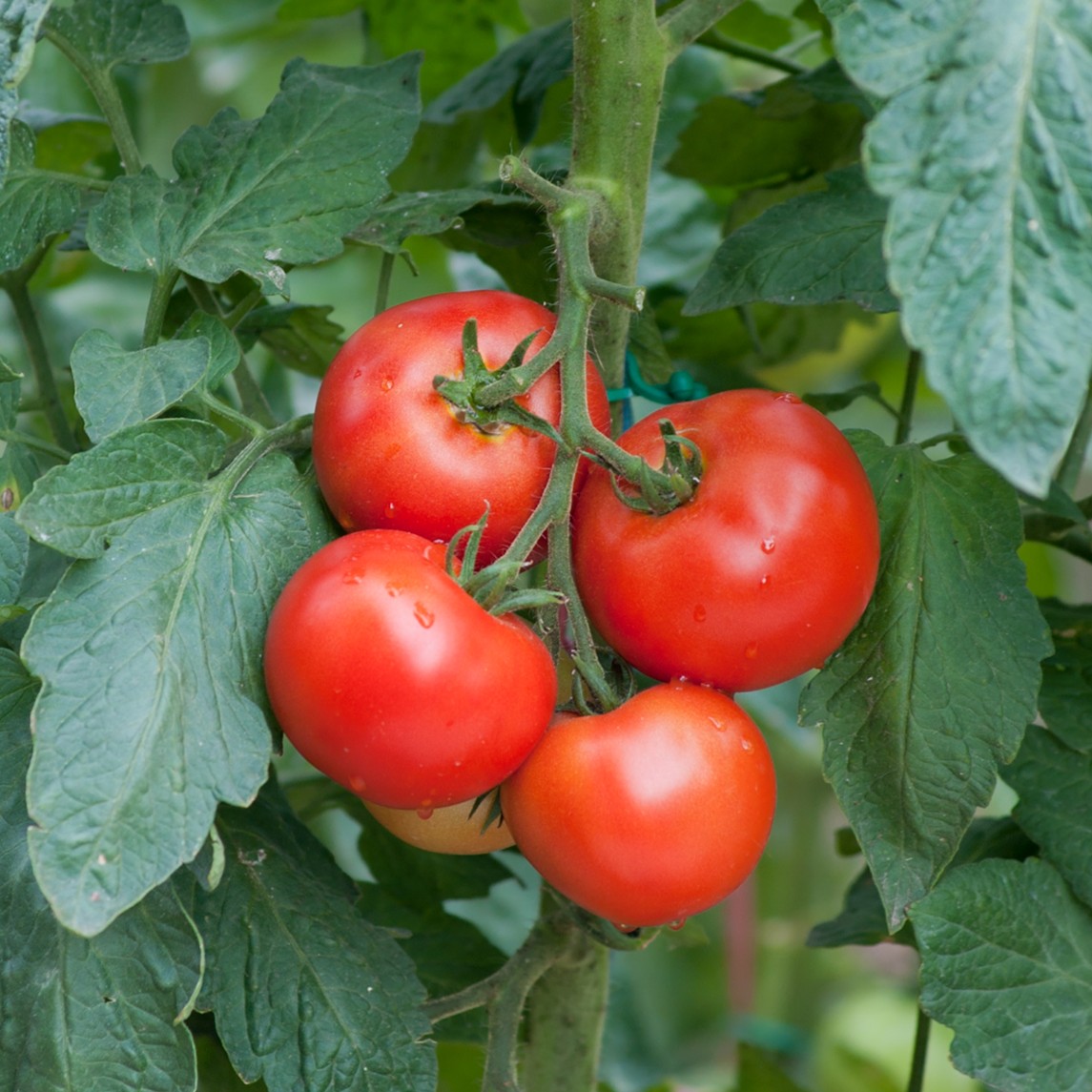 Tomato Crimson Crush F1