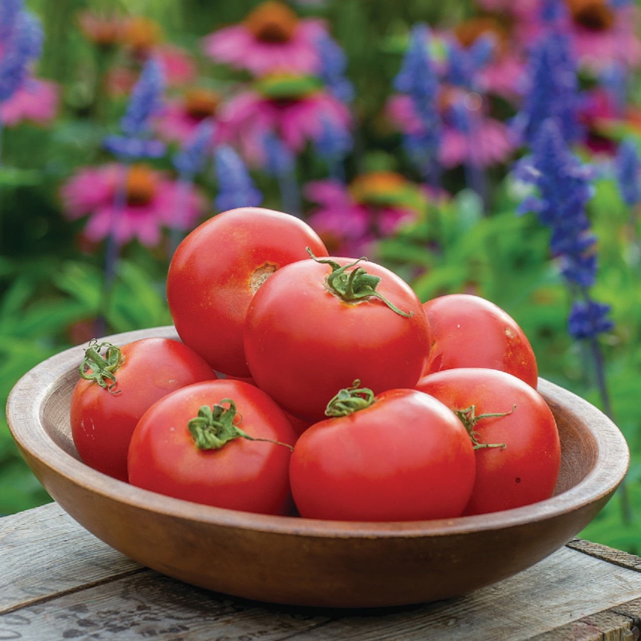 Red crimson crush tomatoes freshly harvested in a wooden bowl in a garden
