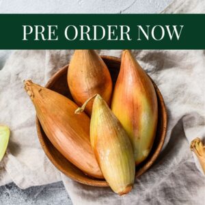 Onion Sets - Birnformige