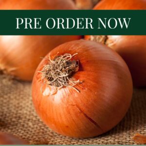 Onion Sets - Contado