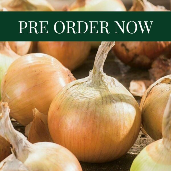 Onion Sets Corrado