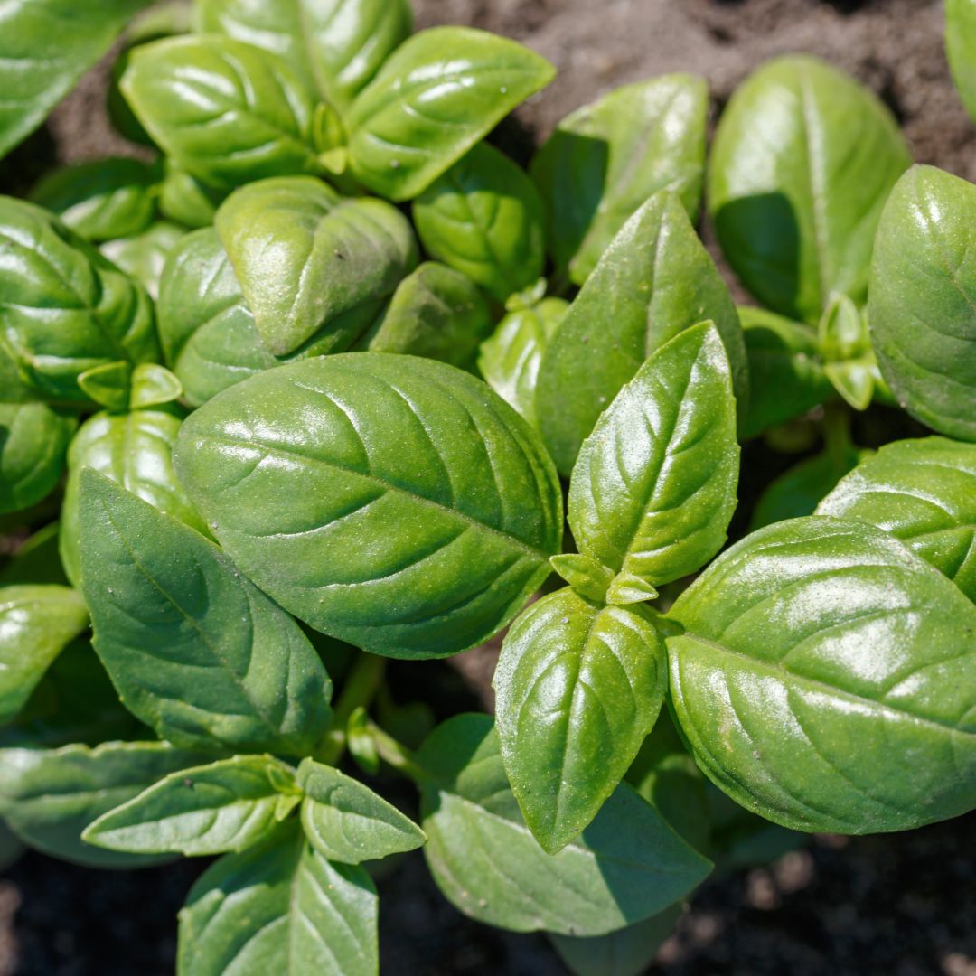 Green basil plant from top on garden bed