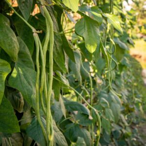 Bean Yard Long-Un Metro Ramp