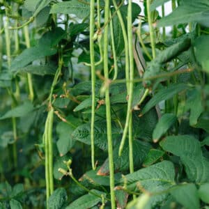 Yardlong thin green beans growing on the plant with leafy green foliage