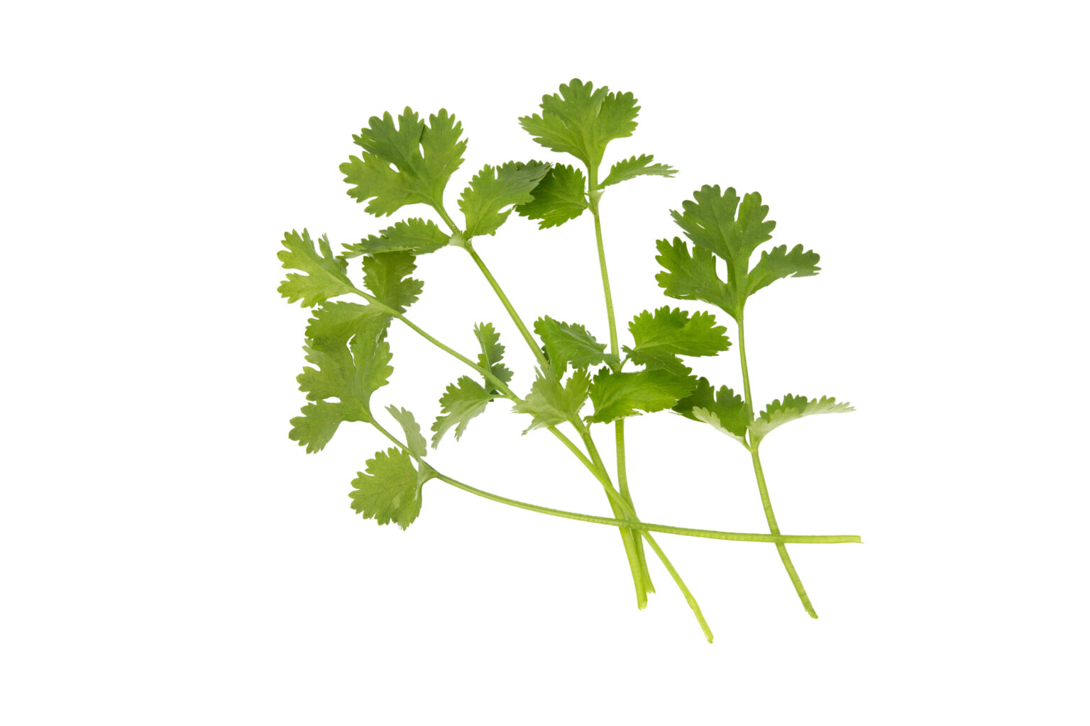 Herb Coriander Calypso Premier Seeds Direct