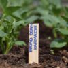 Wooden Plant Seed Labels 4 and 6 Inch - Image 6