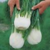 Organic Herb Fennel Florence