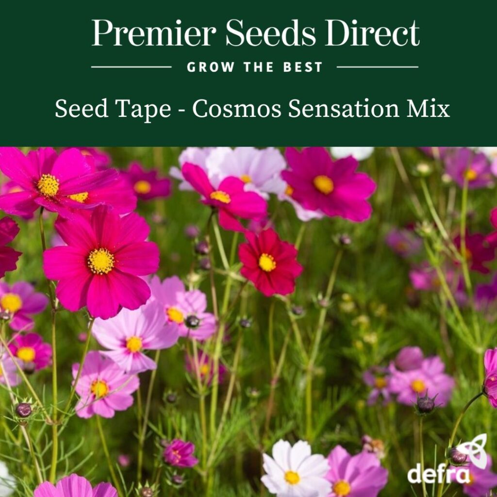 Cosmos Sensation Mix Seed Tape 6M (3x2M) 349 Seeds Premier Seeds