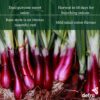 Onion North Holland Blood Red - Seed Tape 6M (3X2M)~ 370 Seeds - Image 2