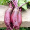 Beetroot Cylindra - Seed Tape 6M (3X2M) ~ 329 Seeds - Image 4