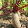 Beetroot Cylindra - Seed Tape 6M (3X2M) ~ 329 Seeds - Image 5