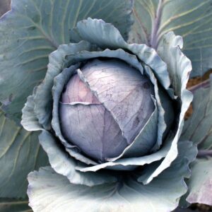 Cabbage Rovite F1