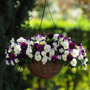 Pansy Cool Wave Berries & Cream Mix