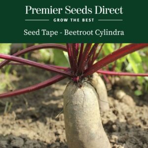 Cylindra Beetroot growing in the ground with deep red stems
