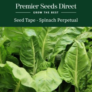 perpetual variety of spinach with large green leaves growing in the garden