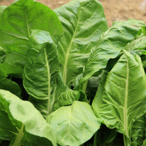 Spinach - Organic