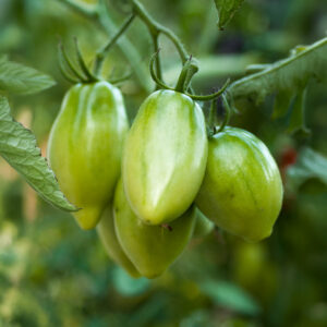 Tomato Artisan Green Tiger