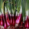 Onion North Holland Blood Red - Seed Tape 6M (3X2M)~ 370 Seeds - Image 3