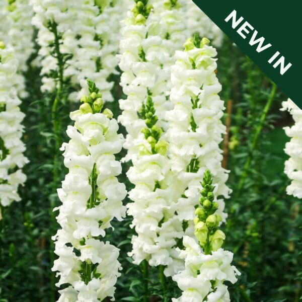 Antirrhinum Snowflake