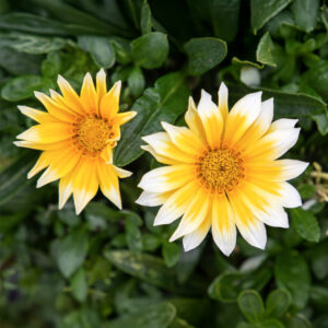 Gazania Sunny-Side Up
