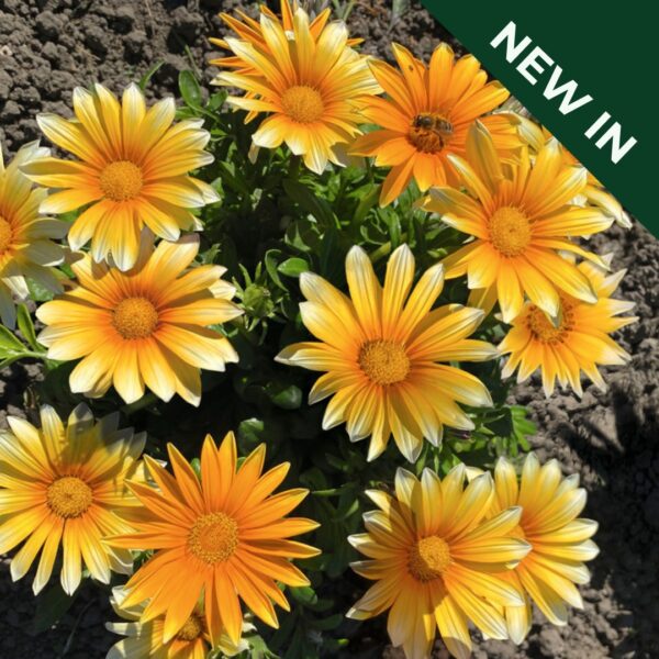 Gazania Sunny-Side Up