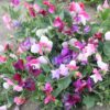Sweet Pea Little Sweetheart - Image 2