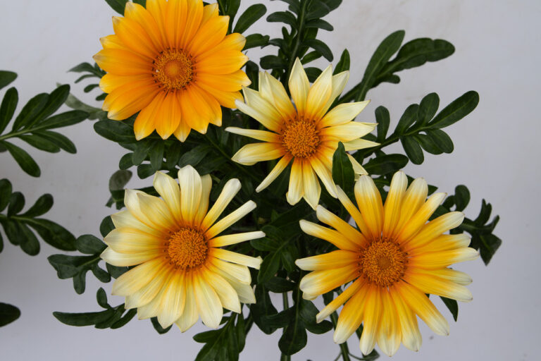 Gazania Sunny-Side Up - Premier Seeds Direct