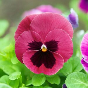 Pansy 'Inspire Plus Pink Shades'