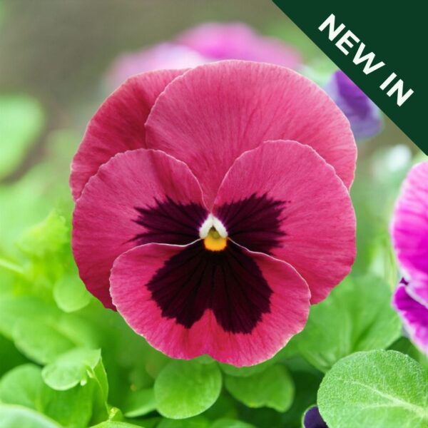 Pansy - Inspire Plus Pink Shades